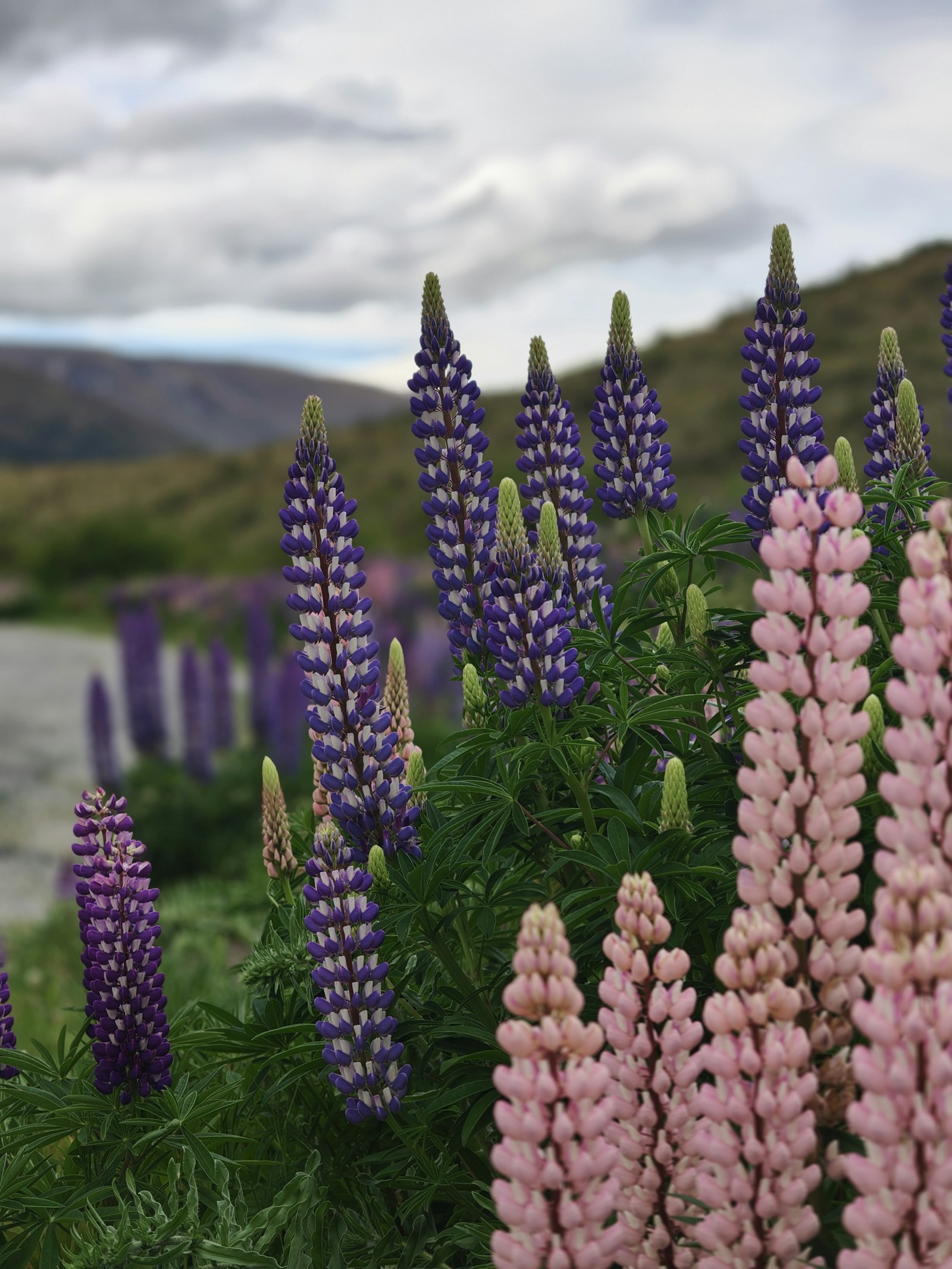 Lupine flowers blooming in New Zealand high country in spring